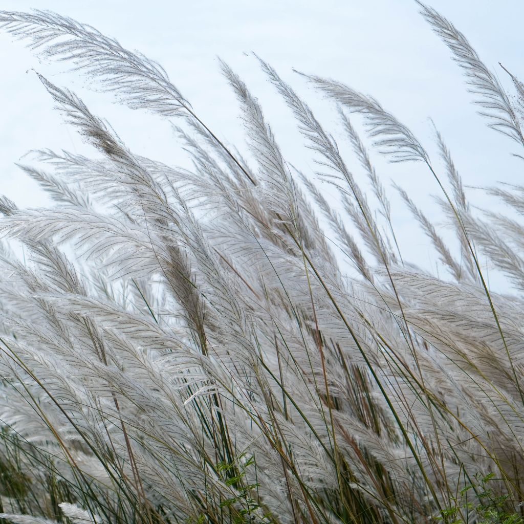 Enligt Blanche – om doften av ett hem vid havet.